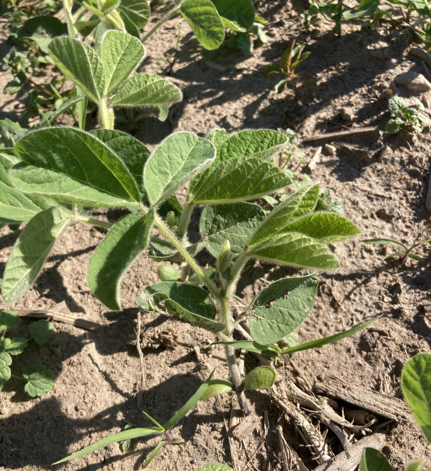 A soybean plant at V1, which is one unfurled trifoliate leaf. 